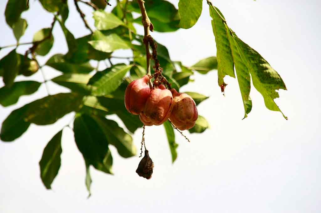 Comidas exoticas ackee