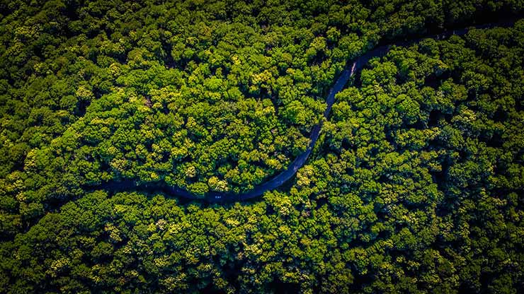 Principais características da Floresta Amazônica